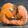 Rotten caved in jack o lantern after Halloween on old bench