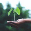 Canadian Home Garden Hand holding sprout outdoors with blurred forest in background