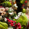 Advent Advent