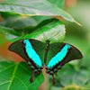 Butterfy Butterfly