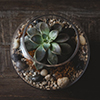 Cory Christopher Terrarium Cory Christopher Terrarium