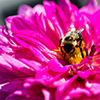 Flower Flower
