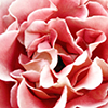 Flower_Thumbnail Flower