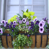 Flowers Thumbnail Flowers Thumbnail