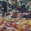 Leaves Leaves