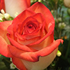 Rose Rose