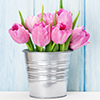 Tulips Tulips