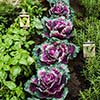 vegetablegarden vegetable garden