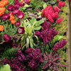 purple garden flowers purple garden flowers