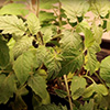 plant plant