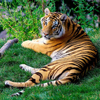 tiger tiger