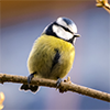 Bird-Thumbnail