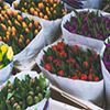 Bouquet Bouquet