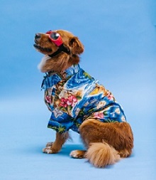 dog 220 x 253 dog 220 x 253