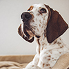 dog-thumbnail