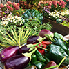 edible landscaping Thumbnail edible landscaping Thumbnail