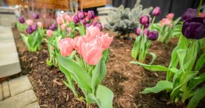 flowers-pink-1-fb flowers-pink-1-fb