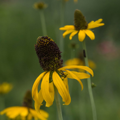 GiantConeFlower Giant Coneflower