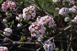 KoreanSpice Korean Spice Viburnum