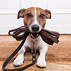 Obedience Thumbnail Obedience Thumbnail