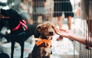 pawsitive vibes image pawsitive vibes image