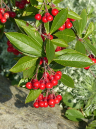 RedChokeberry Red Chokeberry