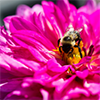 spring thumbnail Spring Flower