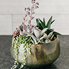 Succulents-Thumb Succulents