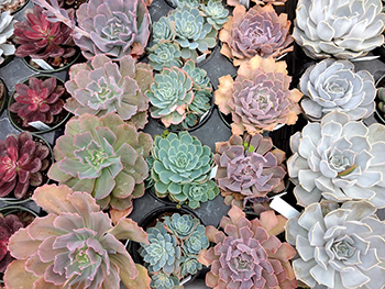 Succulents Succulents