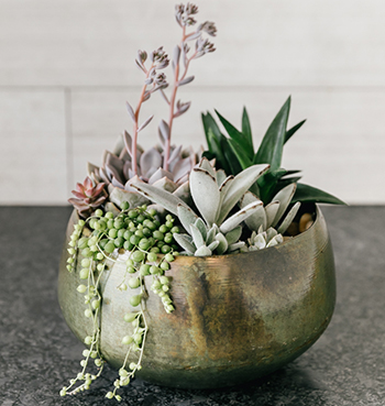 Succulents2 Succulents