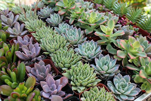 succulents succulents