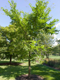 ValleyForge ‘Valley Forge’ American Elm