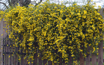 WinterJasmine Winter Jasmine