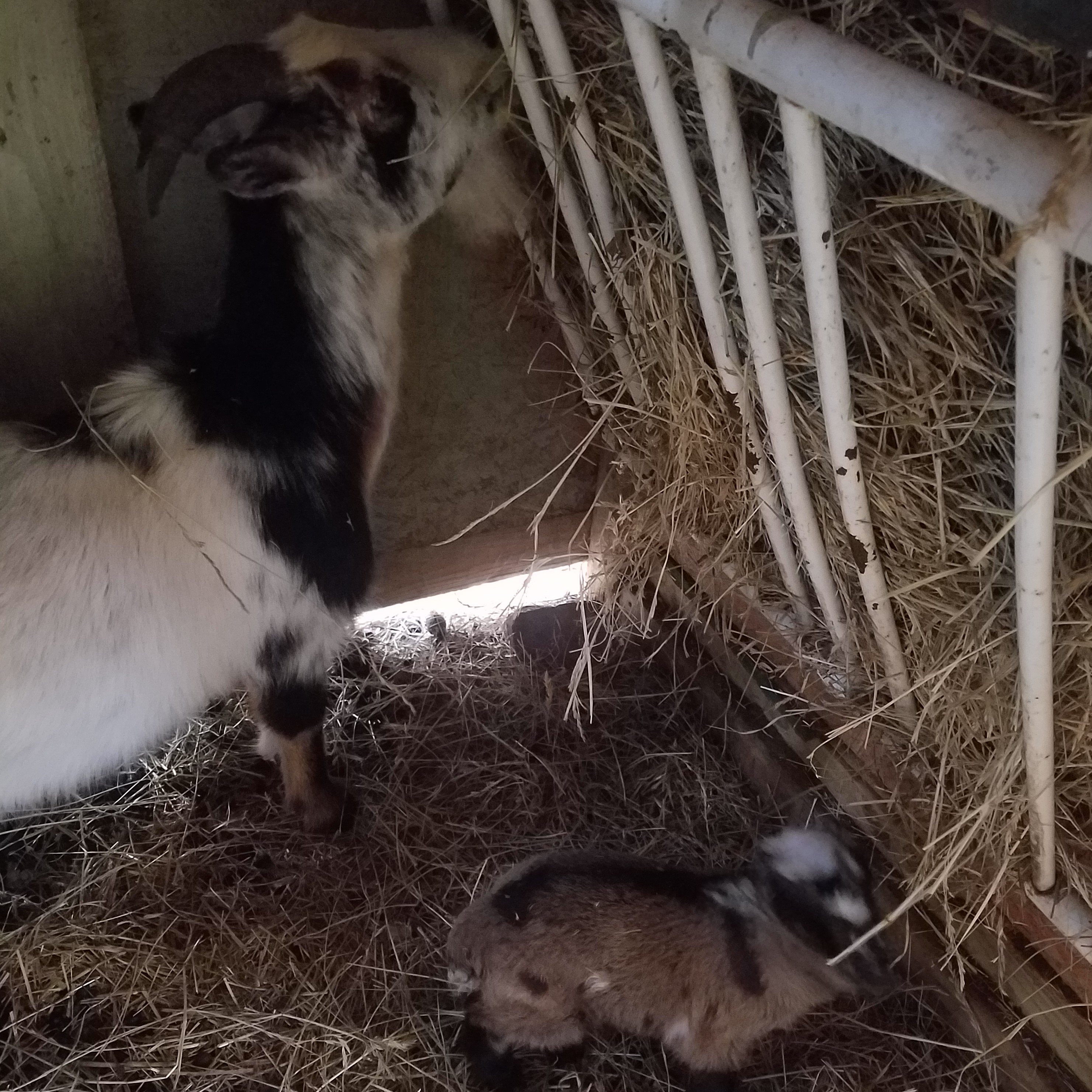 goats