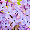lilacs-thumbnail