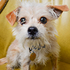 dog thumbnail dog thumbnail