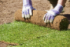 Picturethumbnail biograssthumbnail