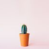 Cactus Cactus