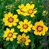 coreopsis-thumbnail Stand Tall and Bloom