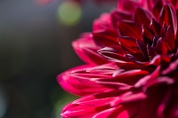 Flowers, Flowers, Flowers Flowers, Flowers, Flowers