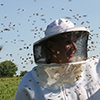 honey-bees-thumbnail