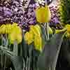 garden-thumbnail