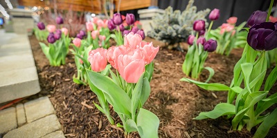 Pink and Purple Tulips