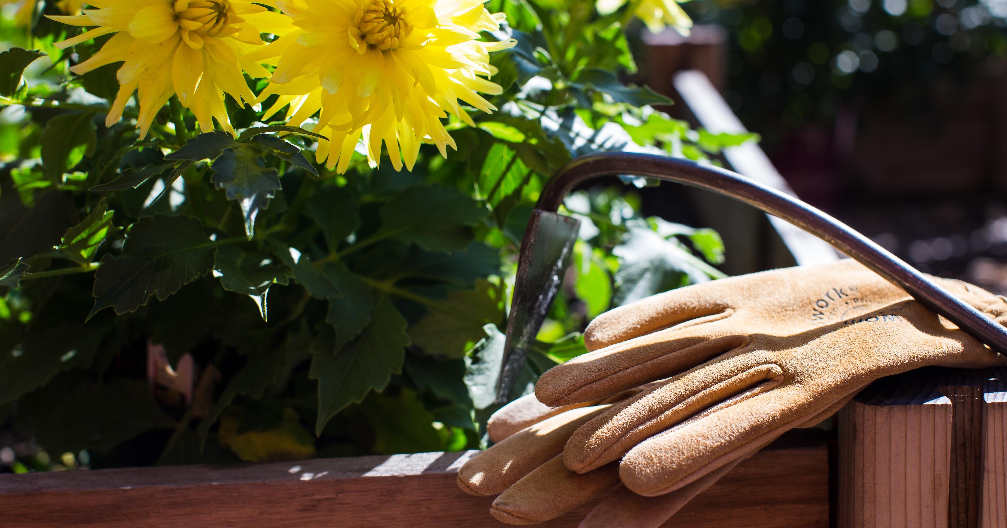 Gardening gloves and yellow flowers