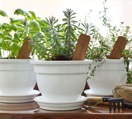 Plants & Herbs in White Pots