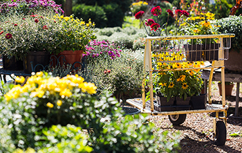 Garden flowers