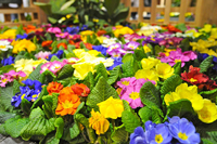 bright colorful flowers bright colorful flowers