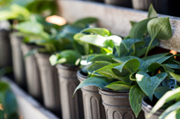 green plants in containers green plants in containers
