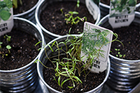Herbs in tin planters Herbs in tin planters