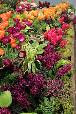 2015 NWFGS Display Garden by West Seattle Nursery